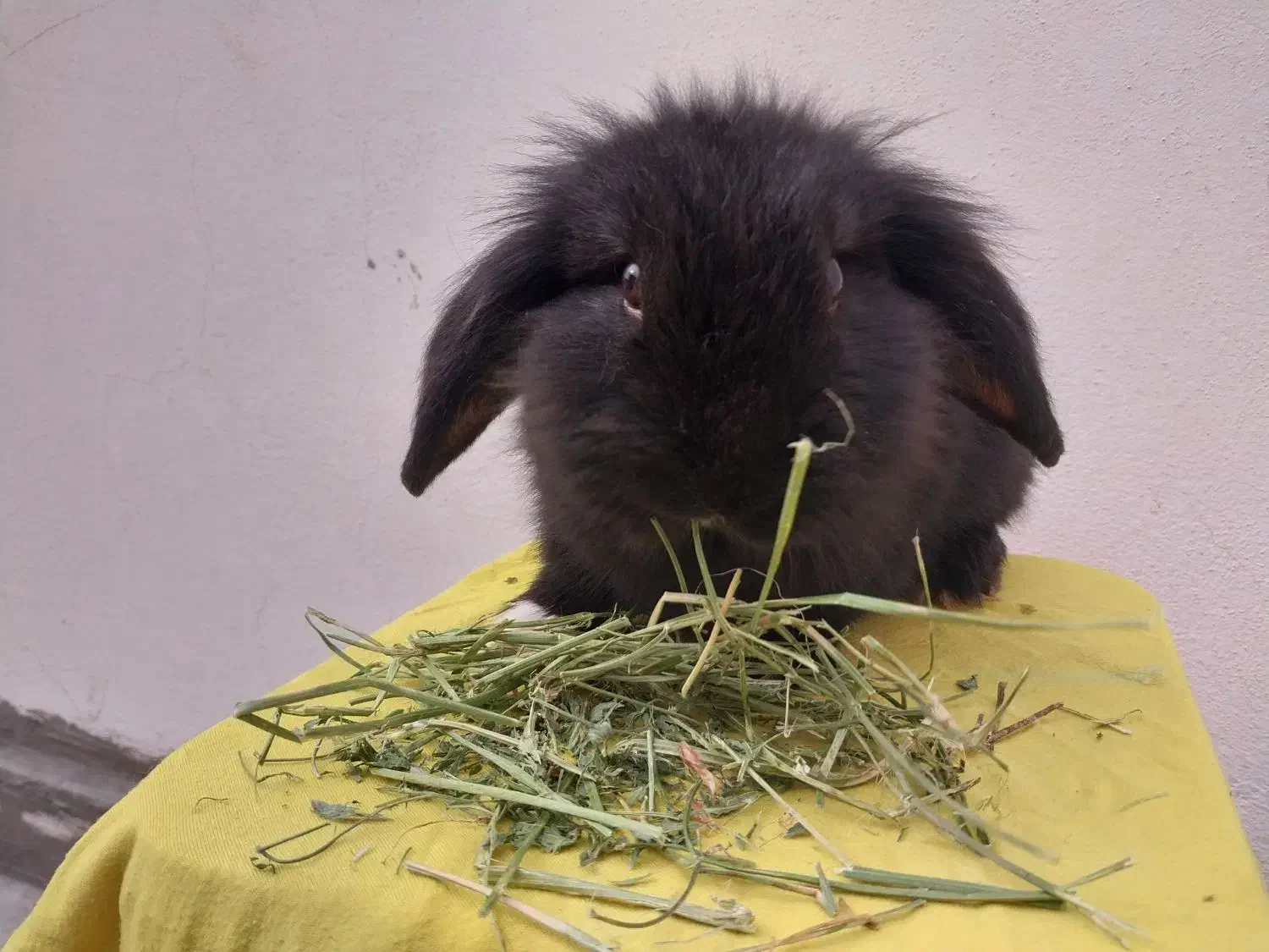 پشمالو های خانگی|موش و خرگوش|کرج, فاز ۱ مهرشهر|دیوار