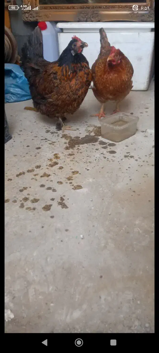 مرغ محلی|حیوانات مزرعه|شهر ری, سرتخت|دیوار