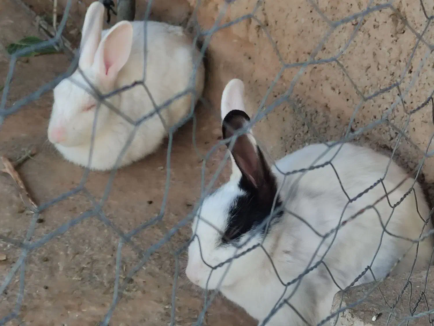 خرگوش|موش و خرگوش|آبدانان, |دیوار