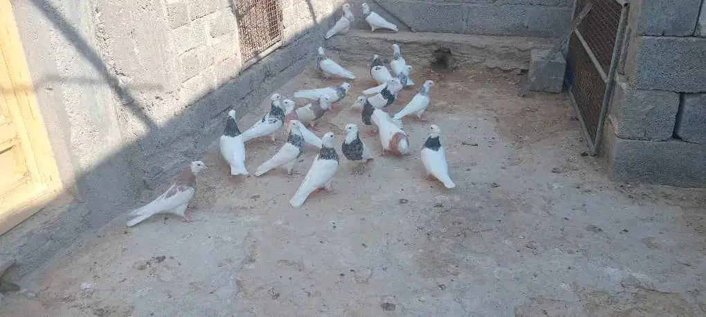 طوقی نامبر وان|پرنده|پارسیان, |دیوار