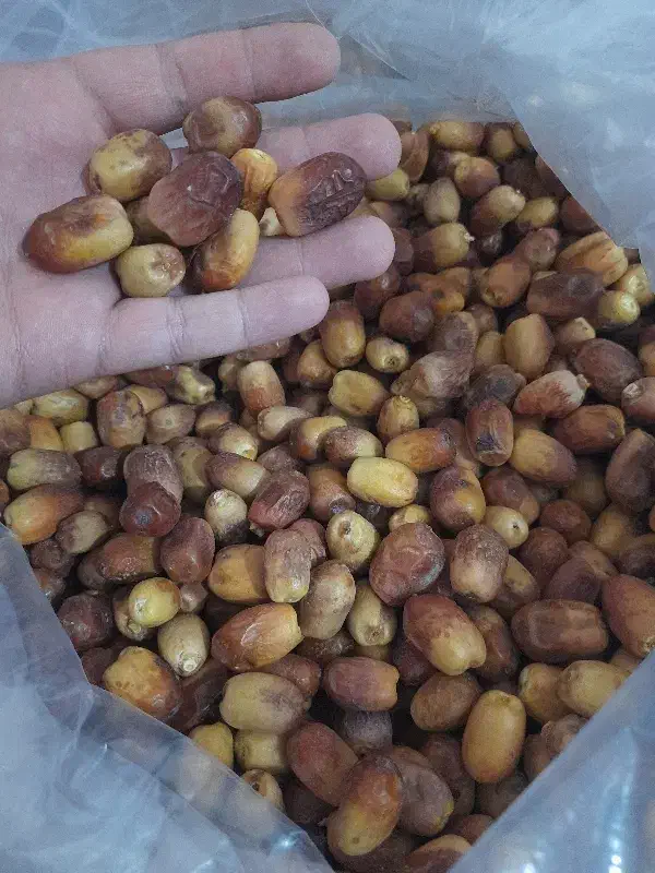 قصب سایز متوسط پاک شده فراشبند طعم و شهد بدون رقیب|خوردنی و آشامیدنی|شیراز, فرهنگیان|دیوار