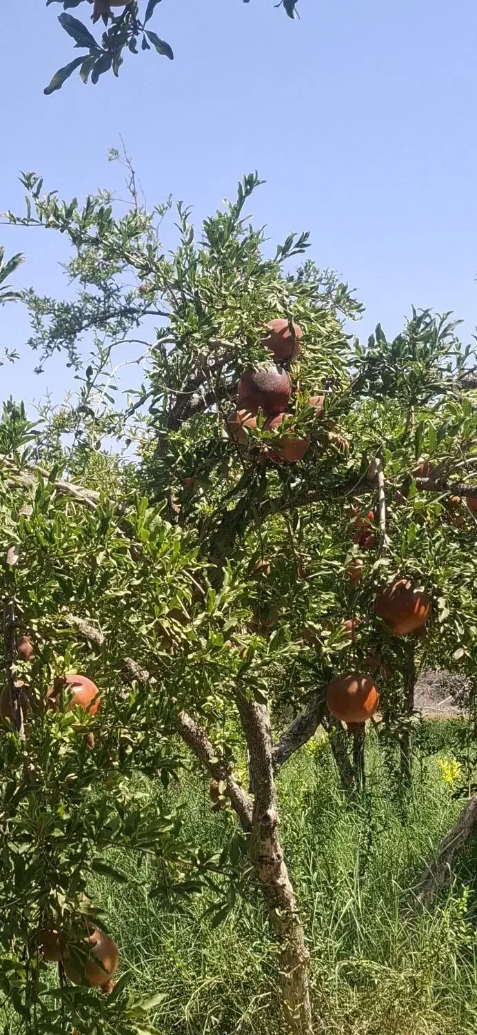 باغ تفت|فروش خانه و ویلا|تفت, |دیوار