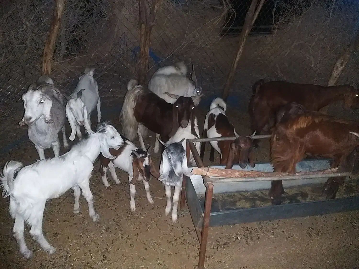 ۱۱بز و کهره پاکستانی بفروش میرسد|حیوانات مزرعه|جیرفت, |دیوار