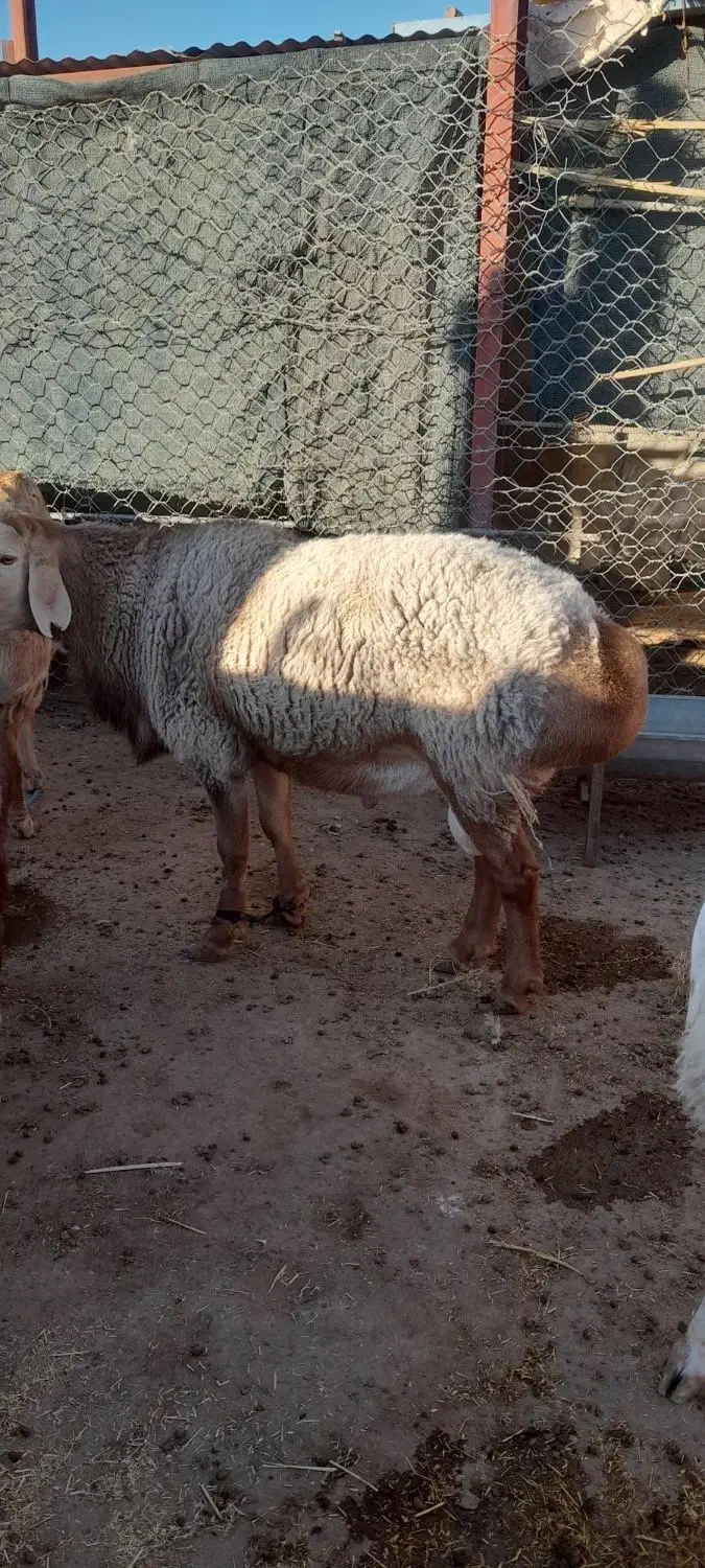 گوسفند|حیوانات مزرعه|زهک, |دیوار