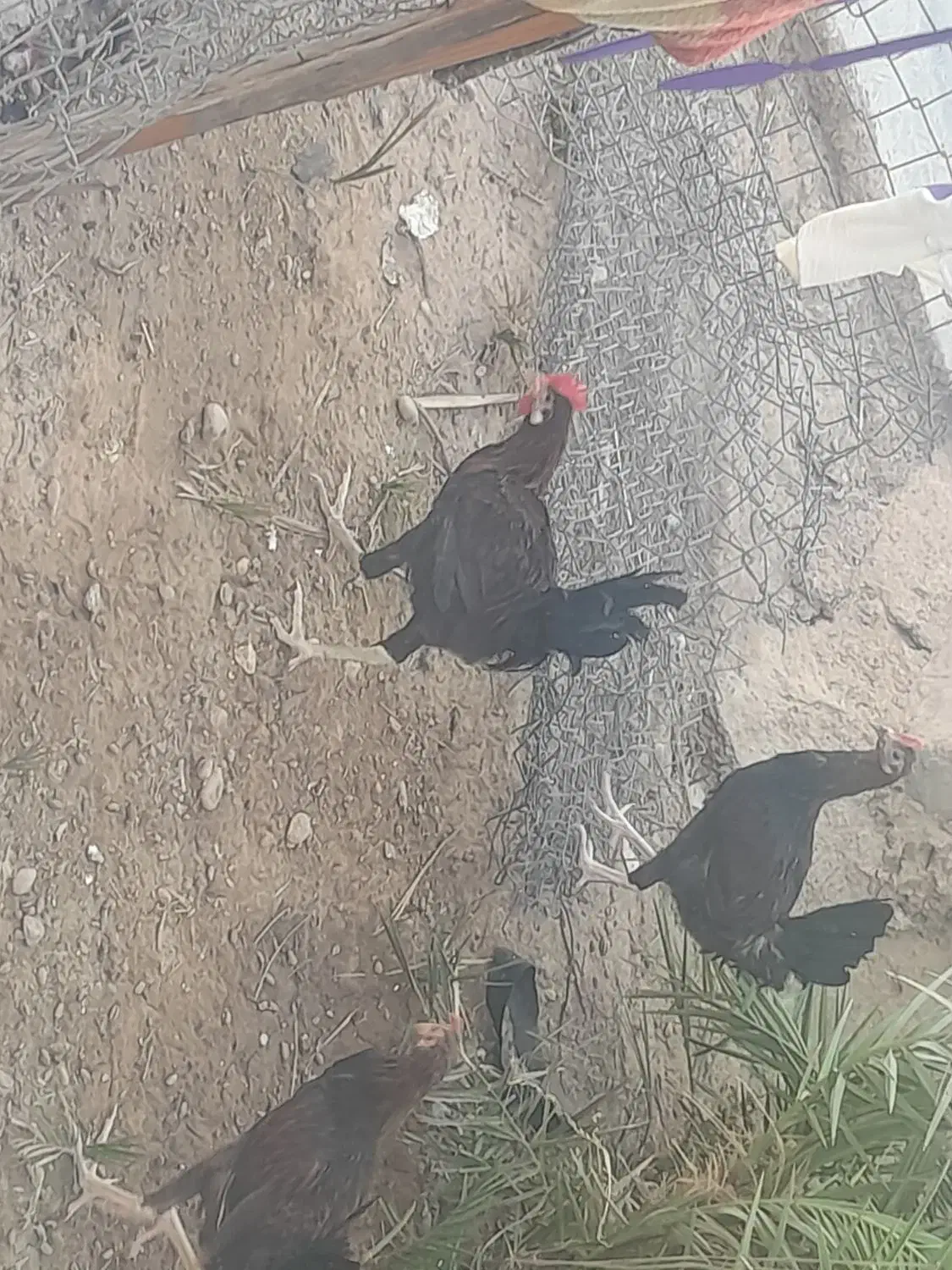 خروس محلی|حیوانات مزرعه|رامشیر, |دیوار