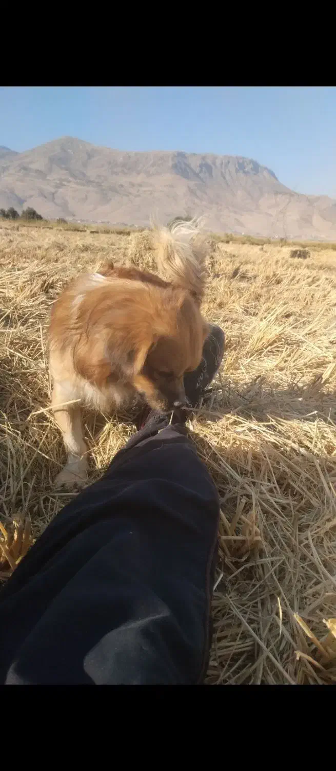 سگ پاکوتاه زرد.|سگ|دورود, |دیوار