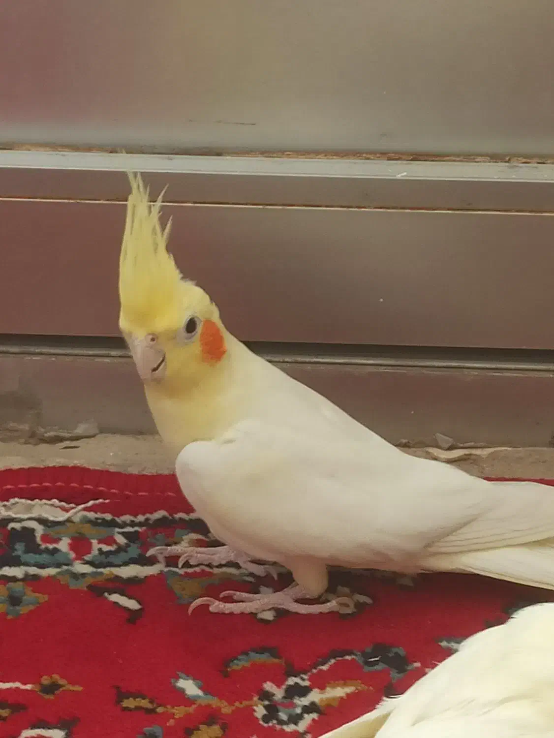 لوتینو مولد|پرنده|خمینی‌شهر, |دیوار