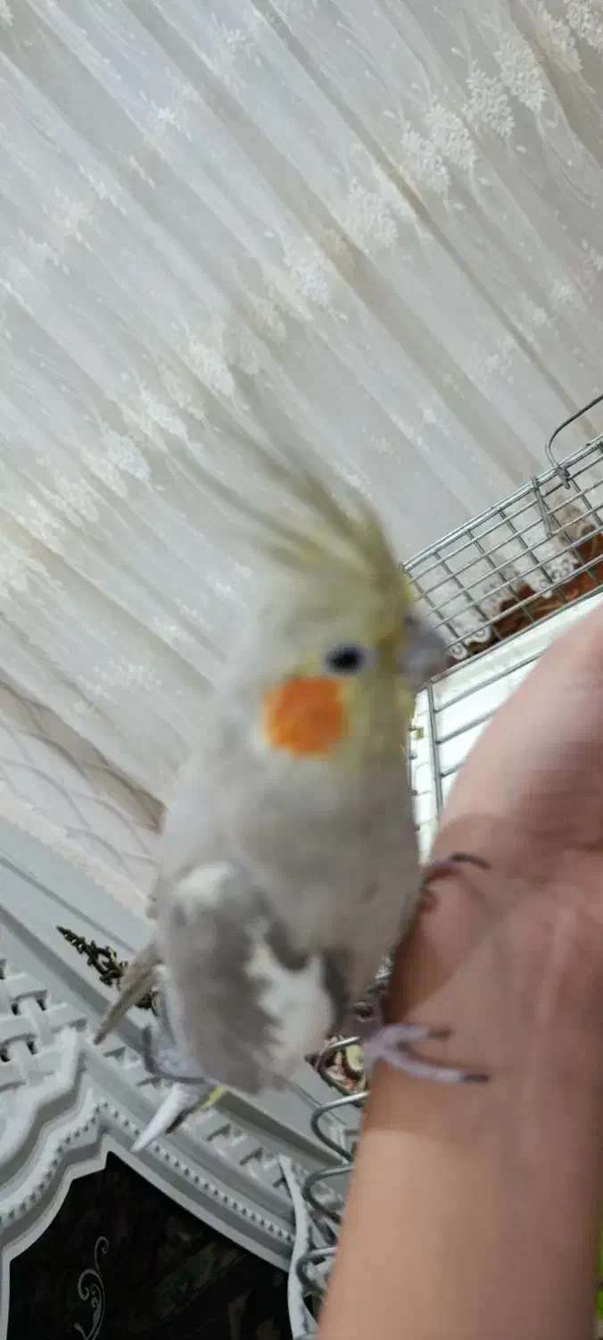 عروس هلندی|پرنده|اردبیل, |دیوار