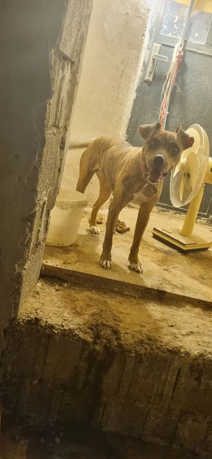 واگذاری سگ پیت بول|سگ|سعدآباد, |دیوار