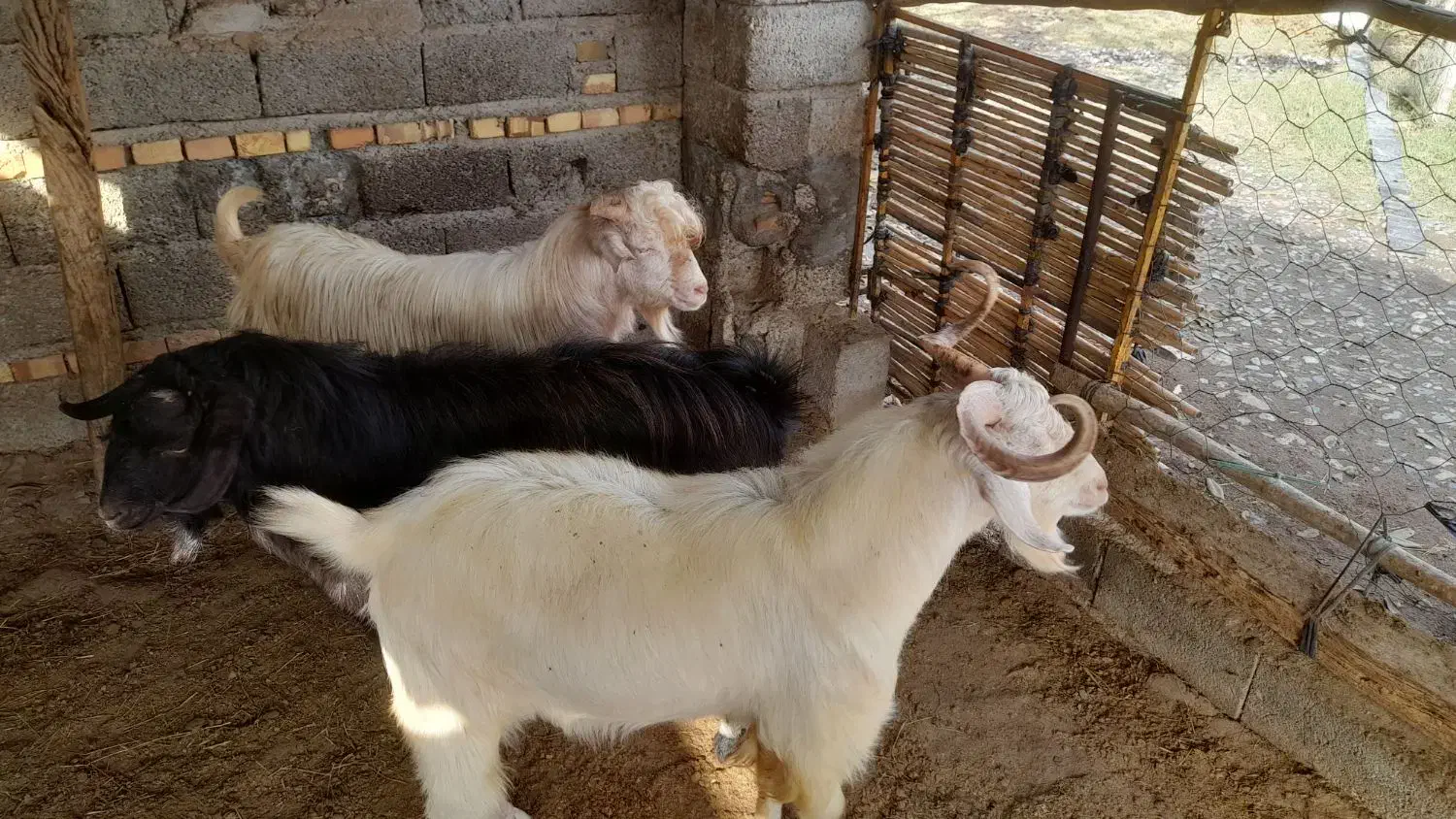 ۳راس بزغاله نر و ۱ راس تکه تخمی|حیوانات مزرعه|آزادشهر, |دیوار