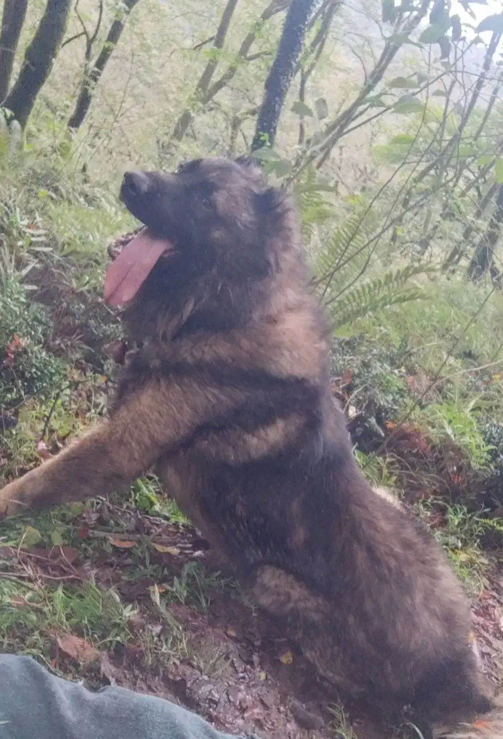 واگذاری سراب ذات قدیم|سگ|رشت, یخسازی|دیوار