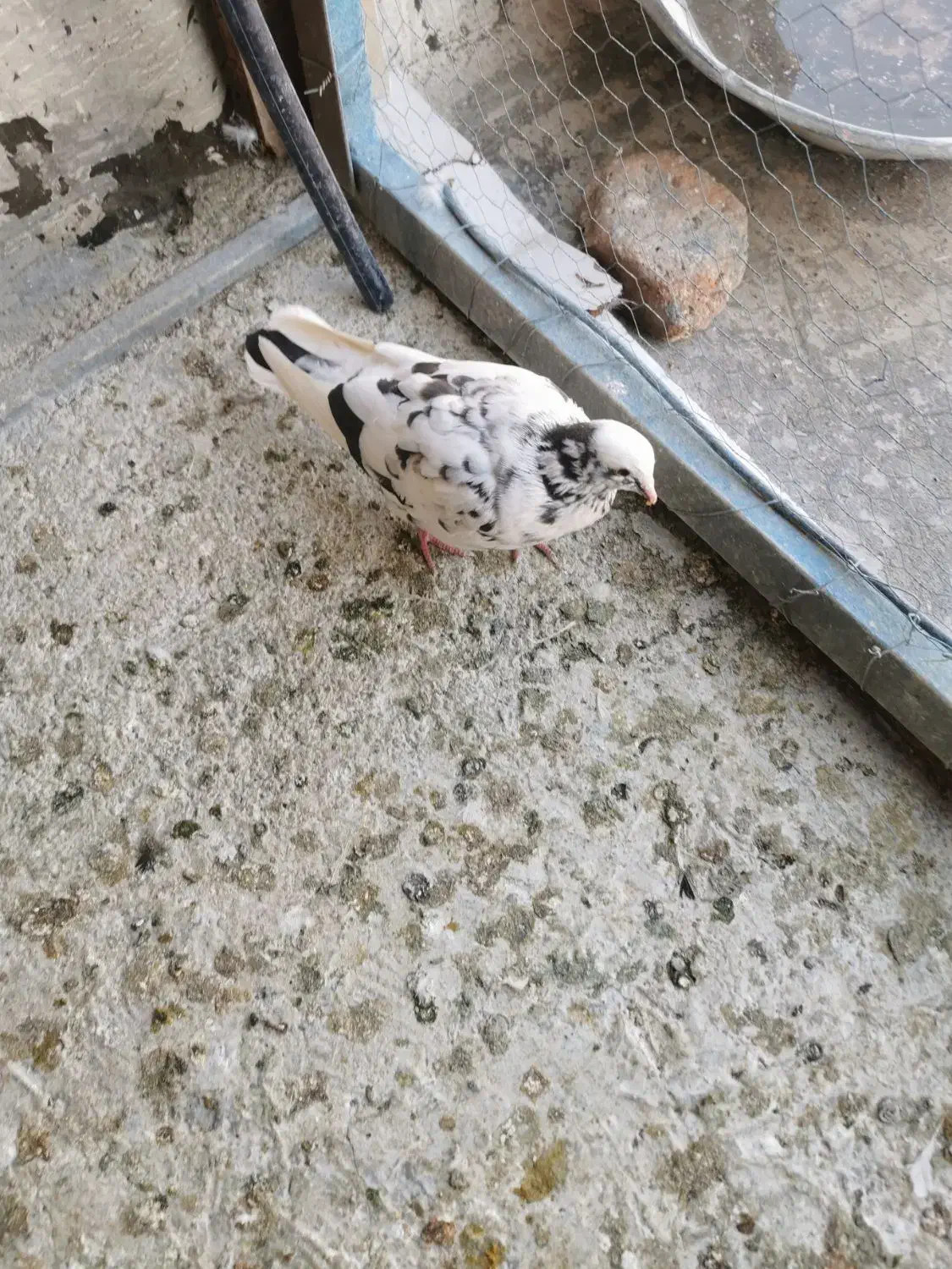 کفتر|پرنده|ایواوغلی, |دیوار