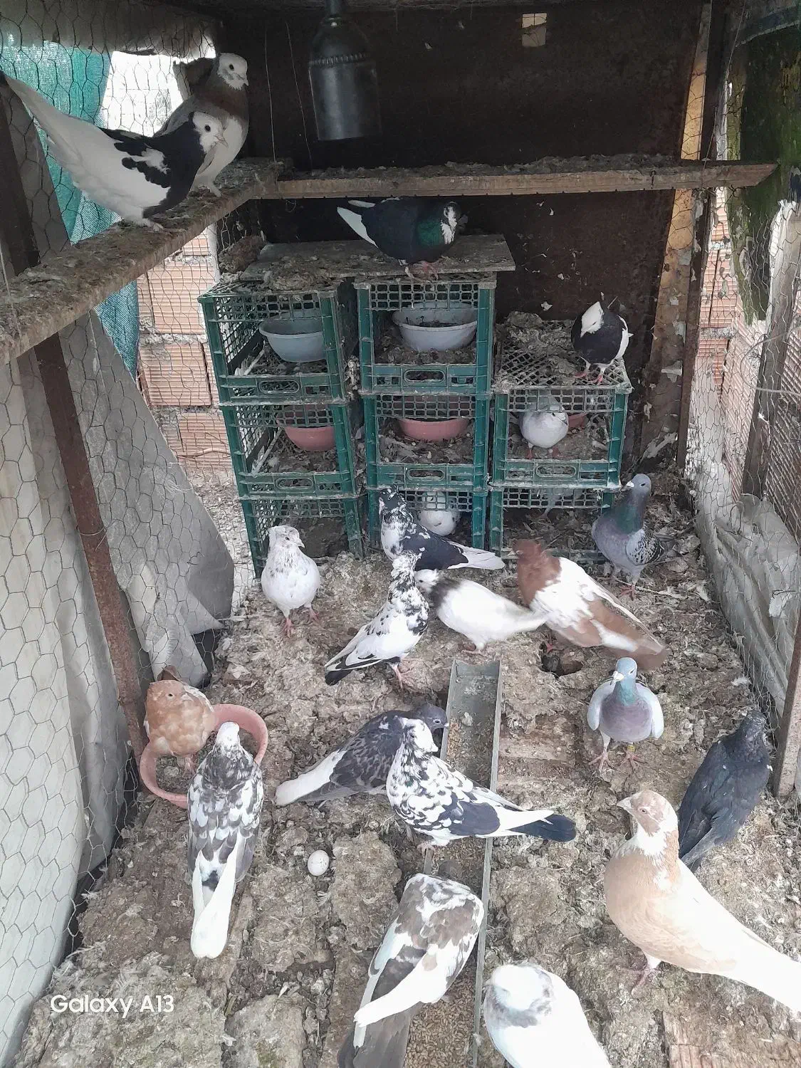 کبوتر|پرنده|مینودشت, |دیوار