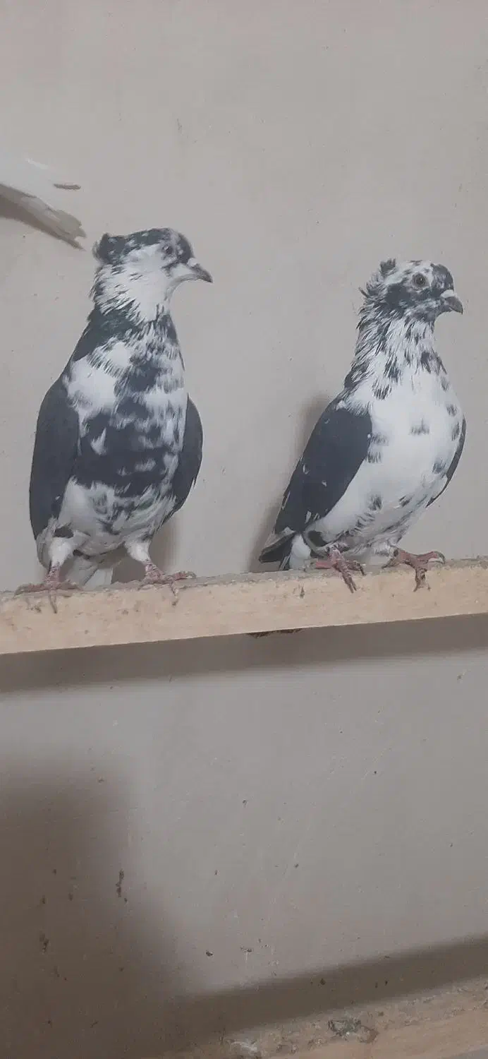 کفتر سوسکی وخال دار|پرنده|مرند, |دیوار