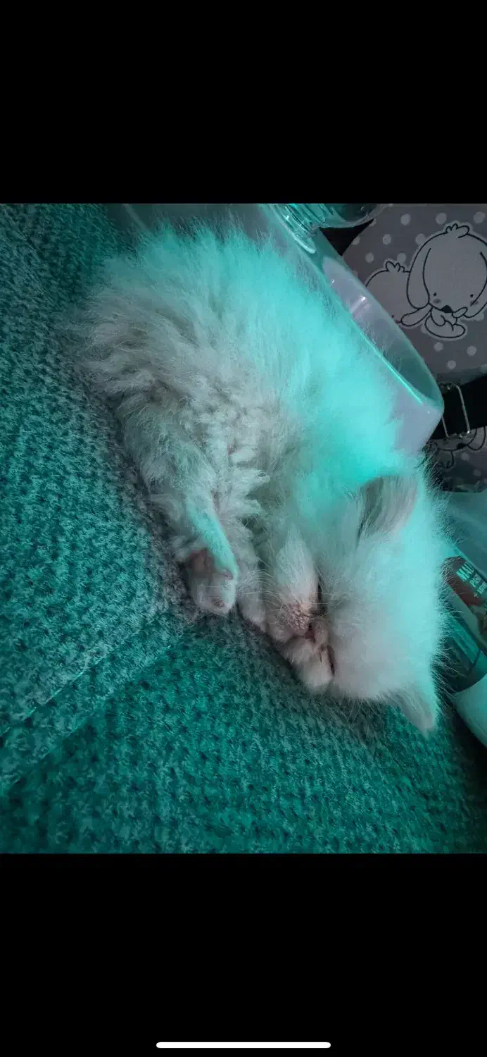 گربه|گربه|تهران, ایرانشهر|دیوار