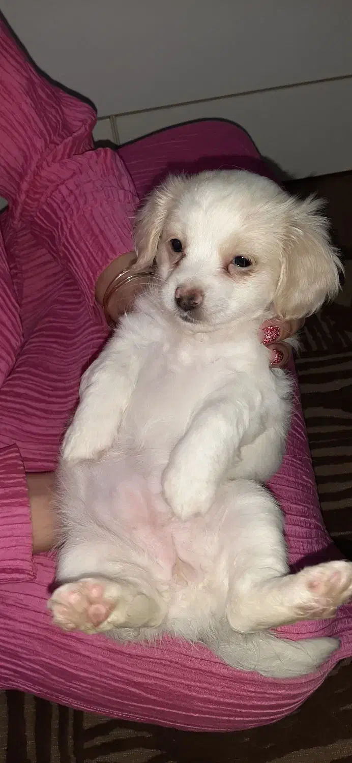 واگذاری توله اشپیتز|سگ|اهواز, گلستان|دیوار