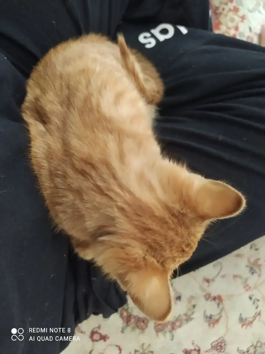 گربه Dsh|گربه|مشهد, تربیت (صدف)|دیوار