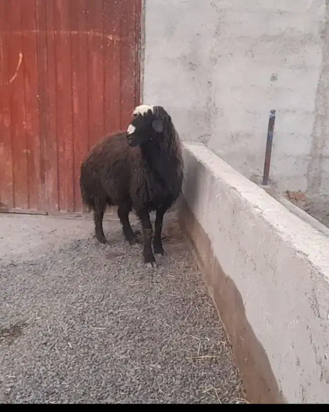 گوسفند|حیوانات مزرعه|ارشق, |دیوار