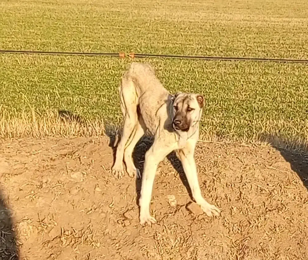 سگ پژدروکنگال مناسب گوسفندونگهبانی|سگ|بوکان, |دیوار