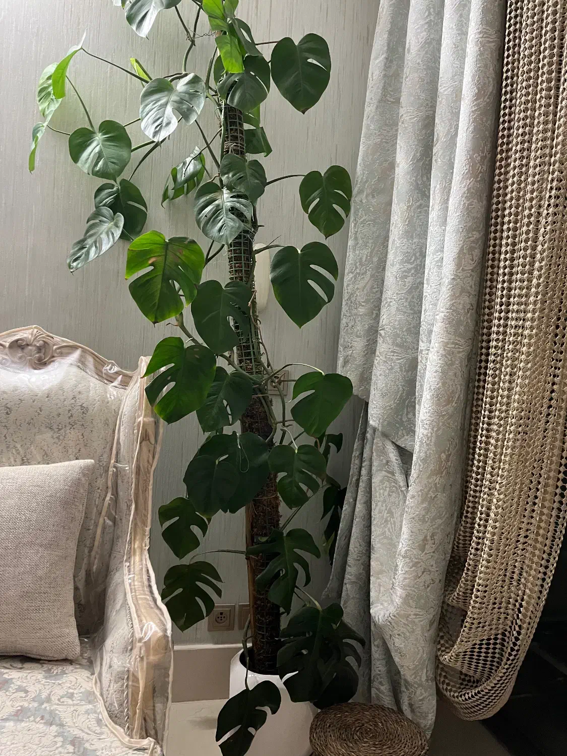 برگ انجیری|گل و گیاه طبیعی|اصفهان, طامه|دیوار