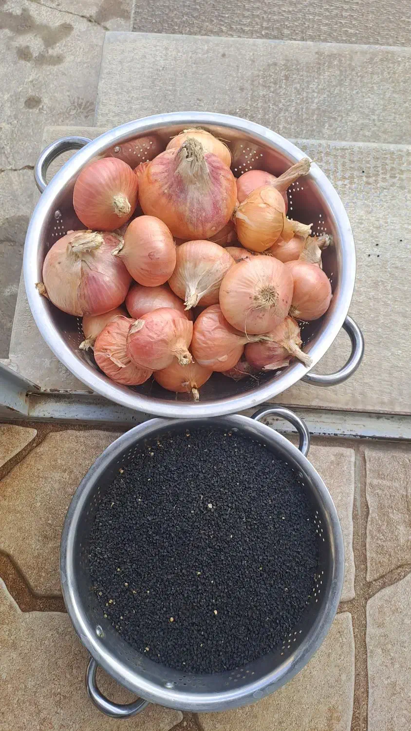 بذر پیاز|گل و گیاه طبیعی|ایجرود, |دیوار