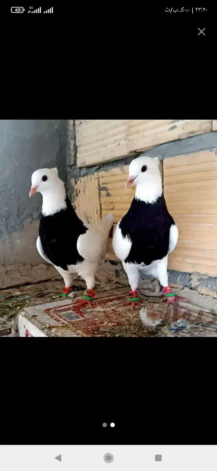 طوقی نقش وپرشی|پرنده|مبارکه, |دیوار