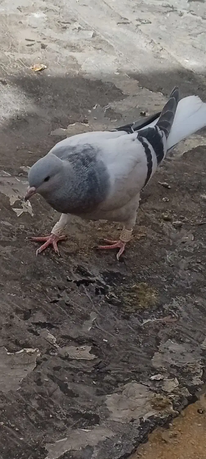 تقدیم نگاه پاکتون|پرنده|شیراز, هفت تنان|دیوار