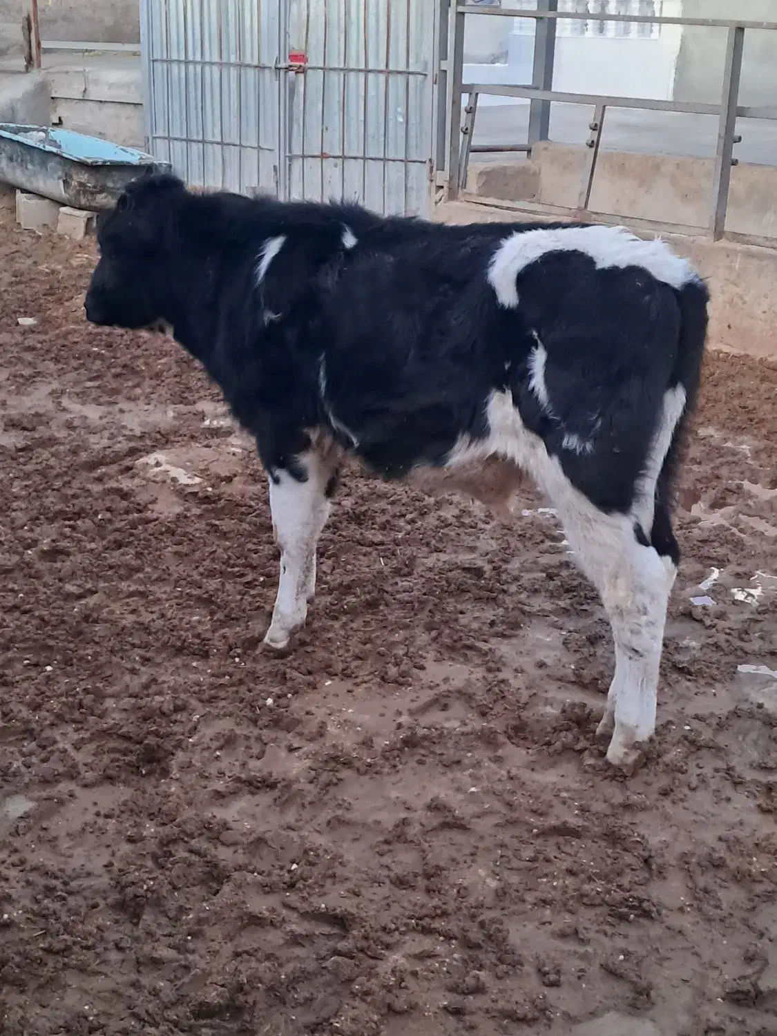 ۱راس گوساله نر هولشتاین خالص.|حیوانات مزرعه|طسوج, |دیوار