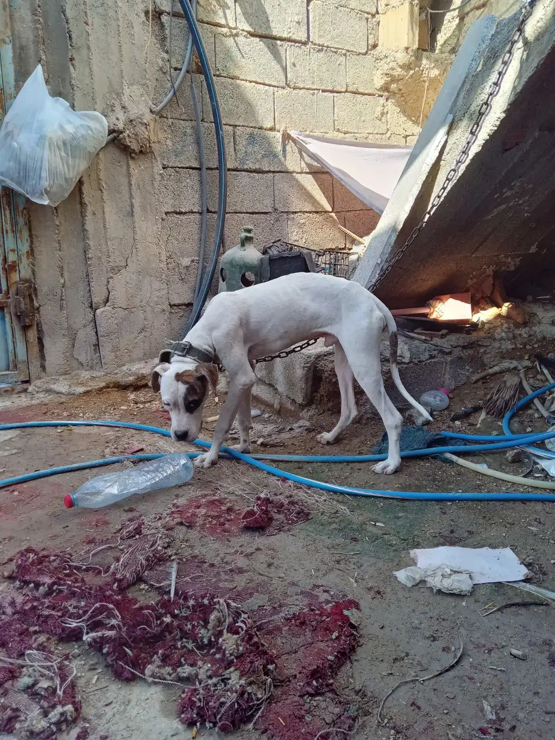 سگ داگو آرژانتینی|سگ|یاسوج, |دیوار