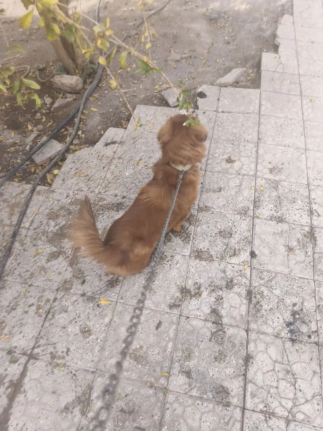 فروش|سگ|بم, |دیوار