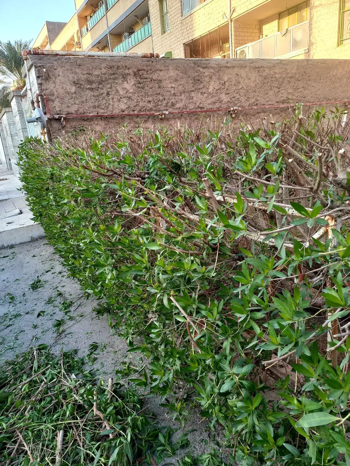 بریدن انواع درختان ونخل هرسکاری اره بالابر چمن نی|خدمات باغبانی و درختکاری|اهواز, پادادشهر|دیوار