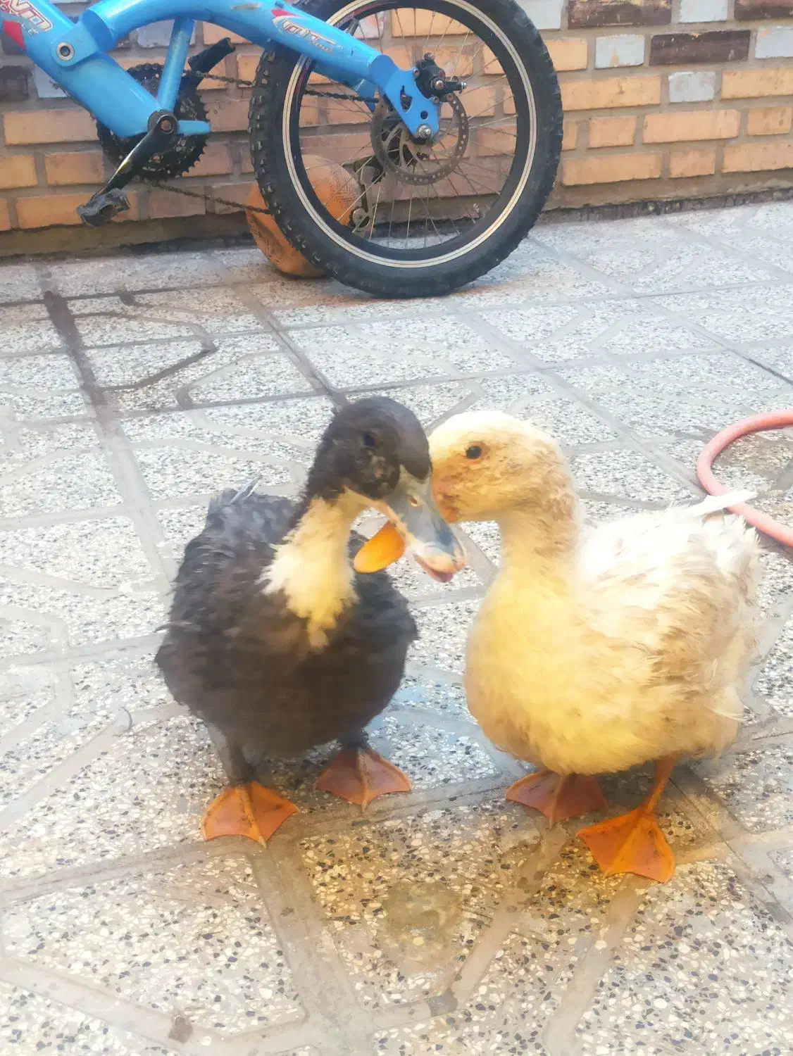 دو عدد اردک فروشی|حیوانات مزرعه|قائن, |دیوار