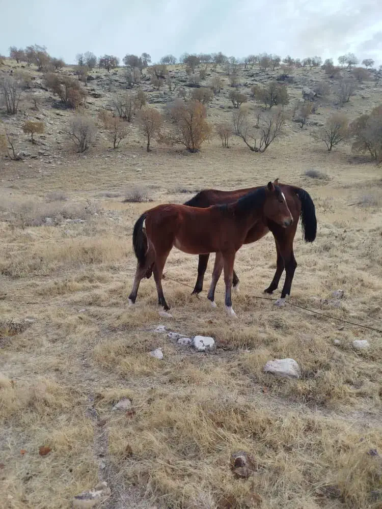 مادیان با کره مادیان|اسب و تجهیزات اسبسواری|درب گنبد, |دیوار