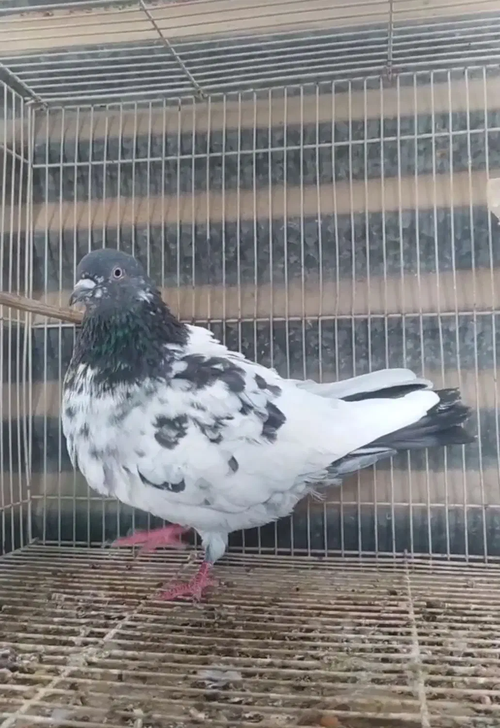 هوایی نر فقیر گل|پرنده|عسلویه, |دیوار