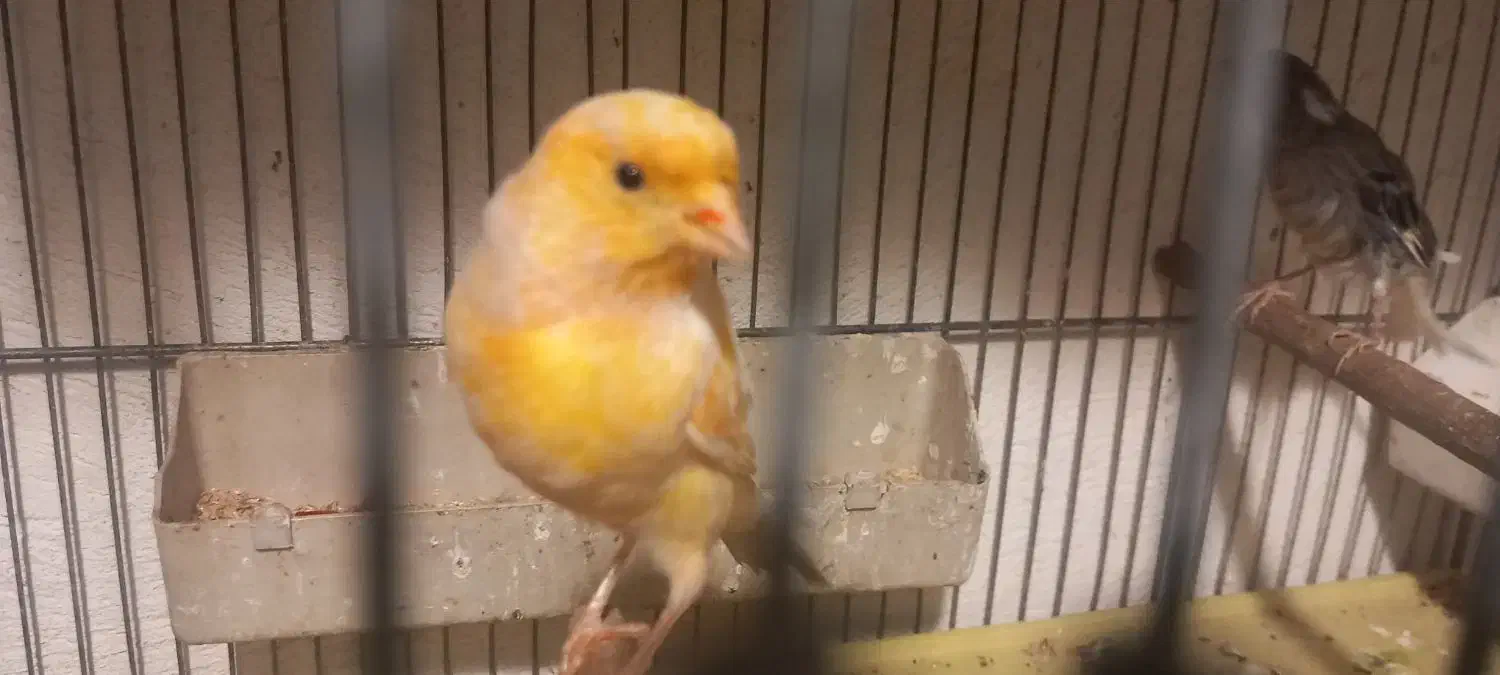 قناری قناری جفتی سهره اماده|پرنده|صفادشت, |دیوار