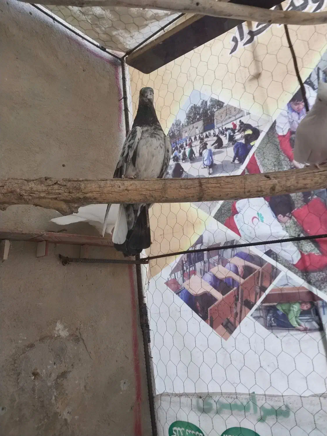 چند عدد کفتر|پرنده|قروه, |دیوار