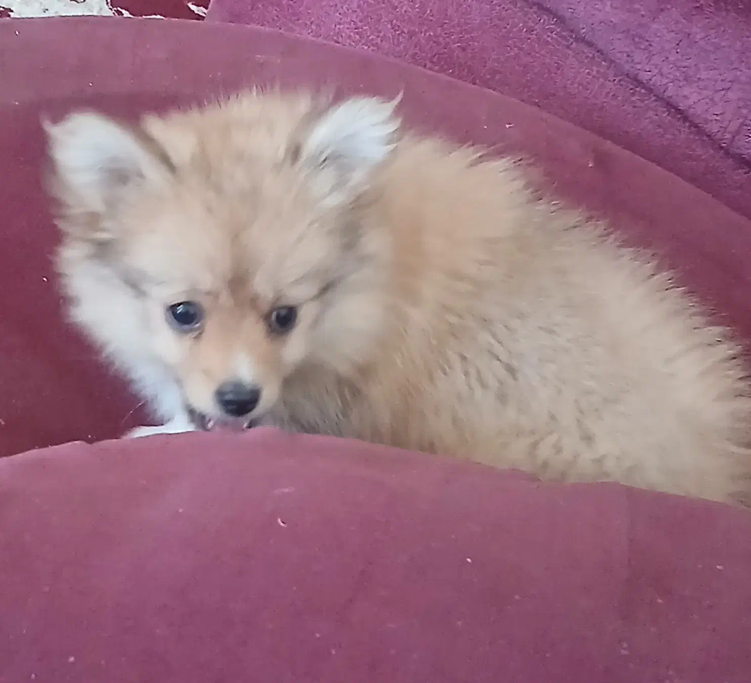 سگ پیدا شده|حیوانات|آبادان, |دیوار