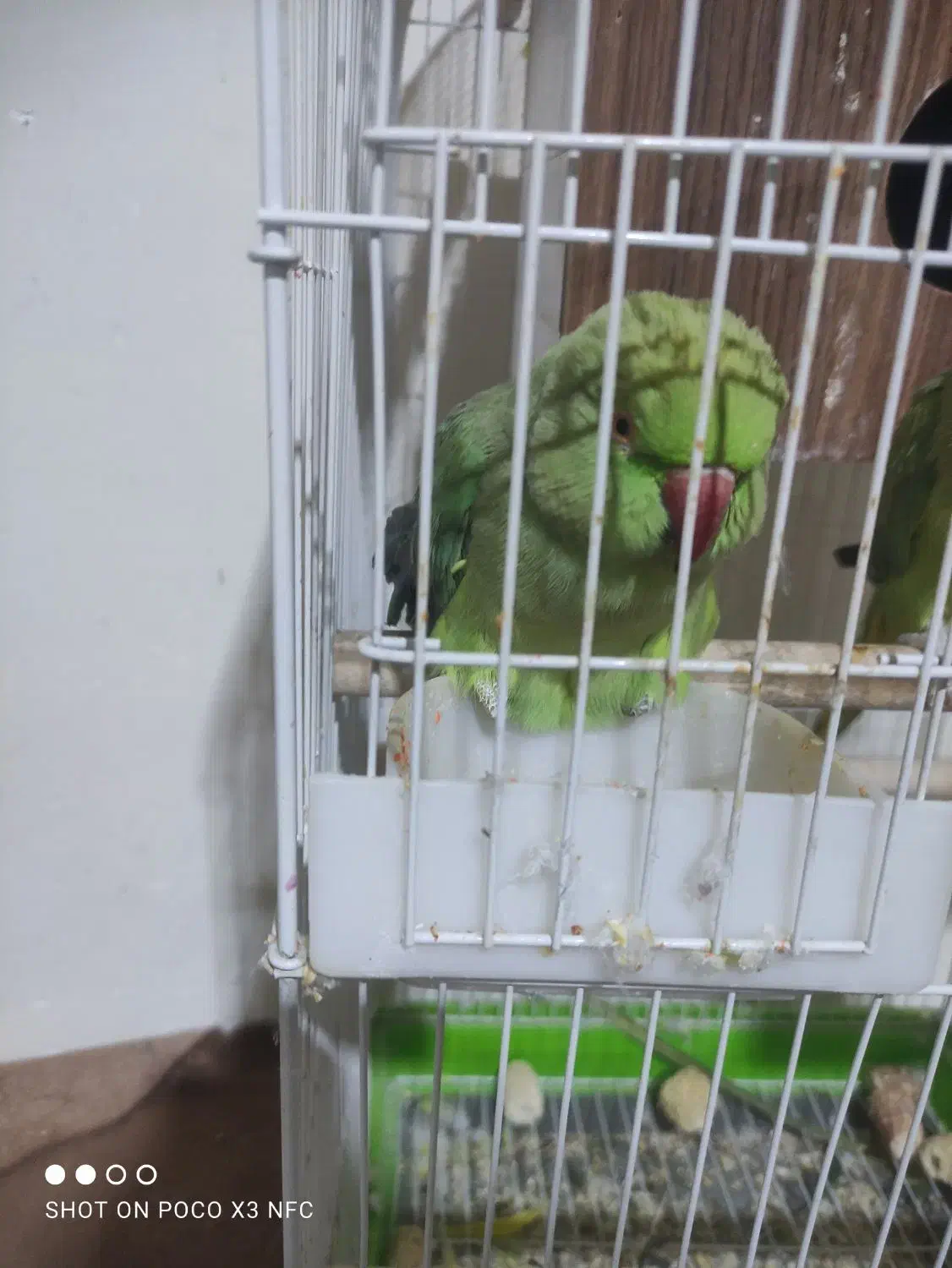 طوطی ملنگو مولد|پرنده|نجفآباد, فرخی|دیوار