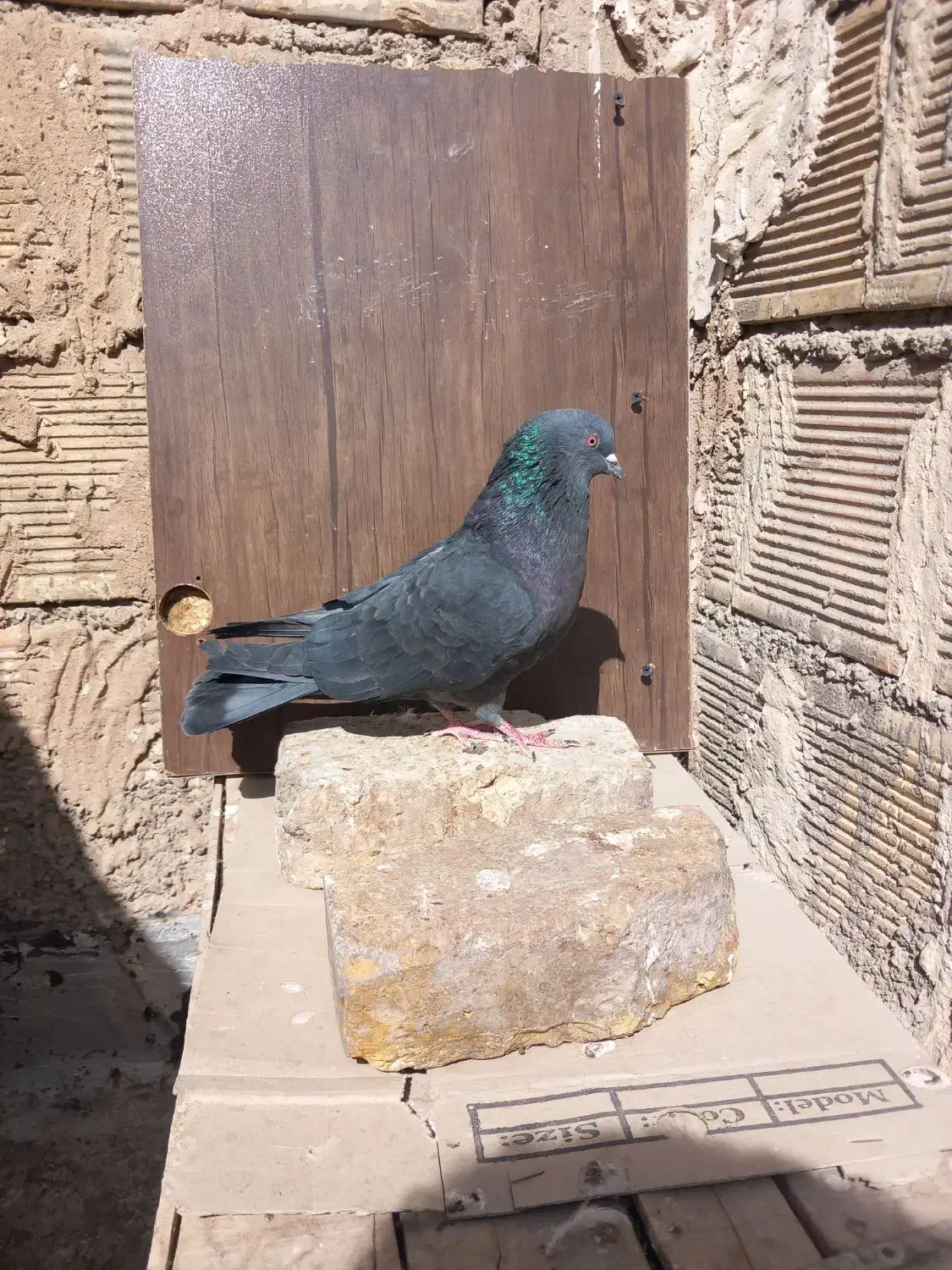 کبوتر ساعت سنگین به ضمانت .|پرنده|اصفهان, حصه جنوبی|دیوار