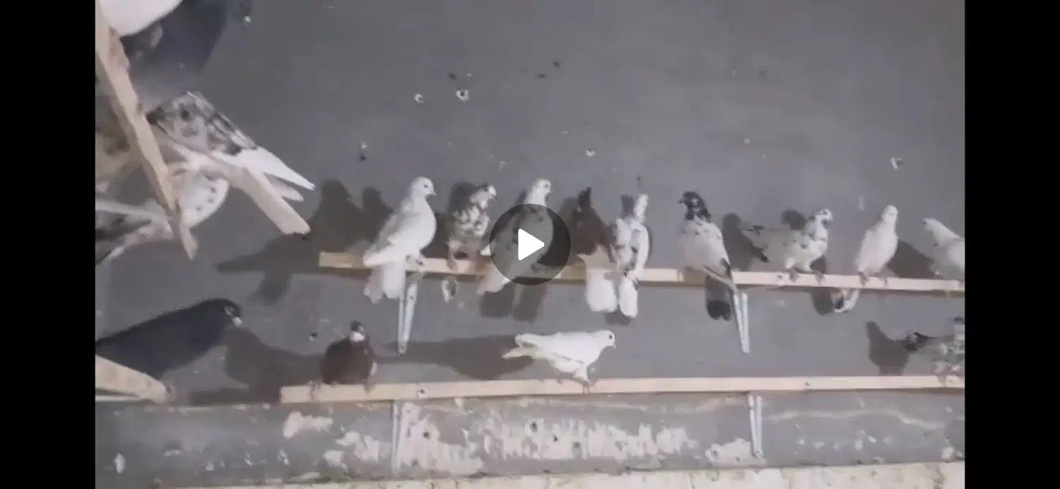 کبوتر حراج|پرنده|کوهدشت, |دیوار