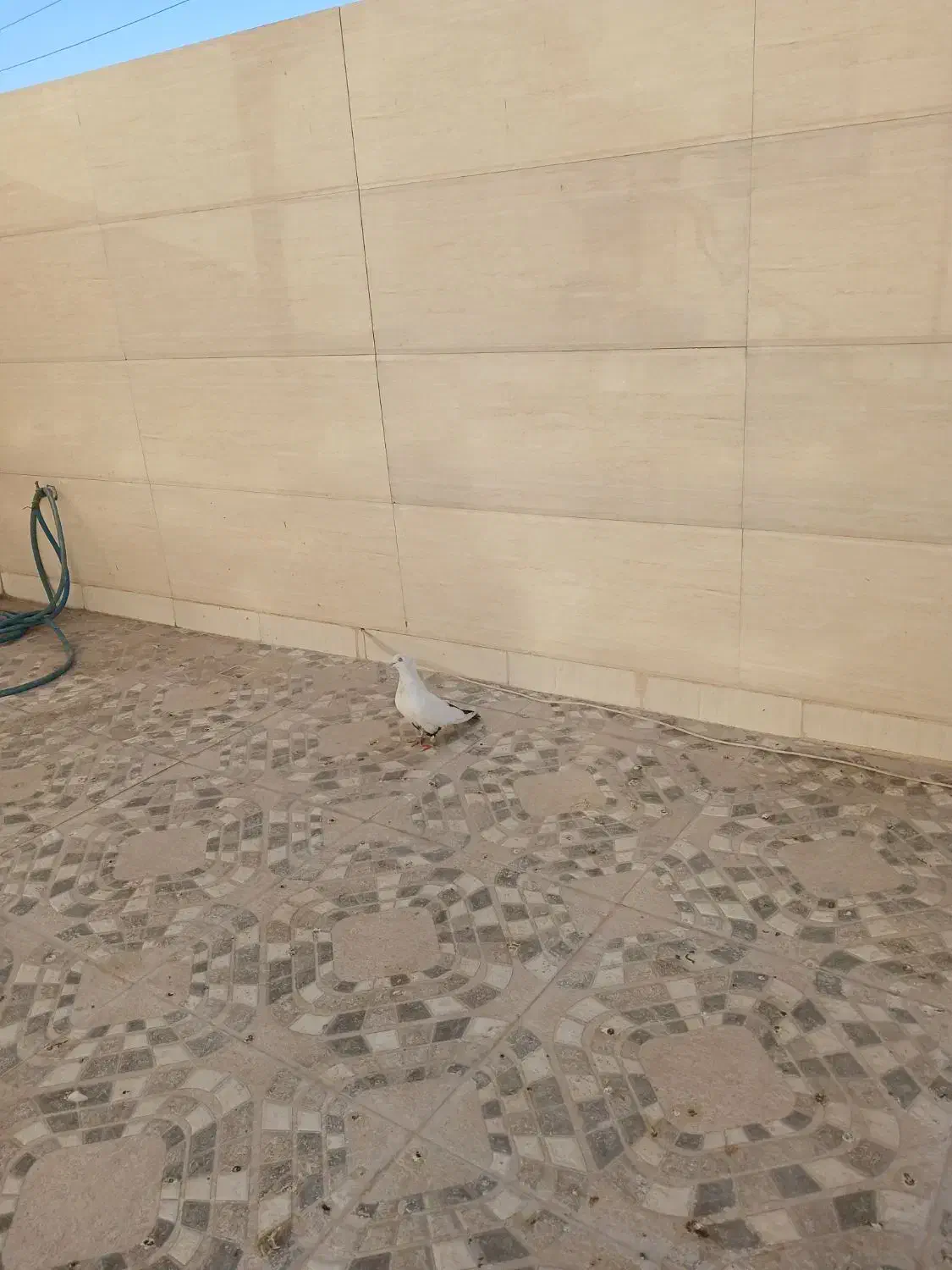 ماده دمب سیاه عروسک|پرنده|آبادان, |دیوار