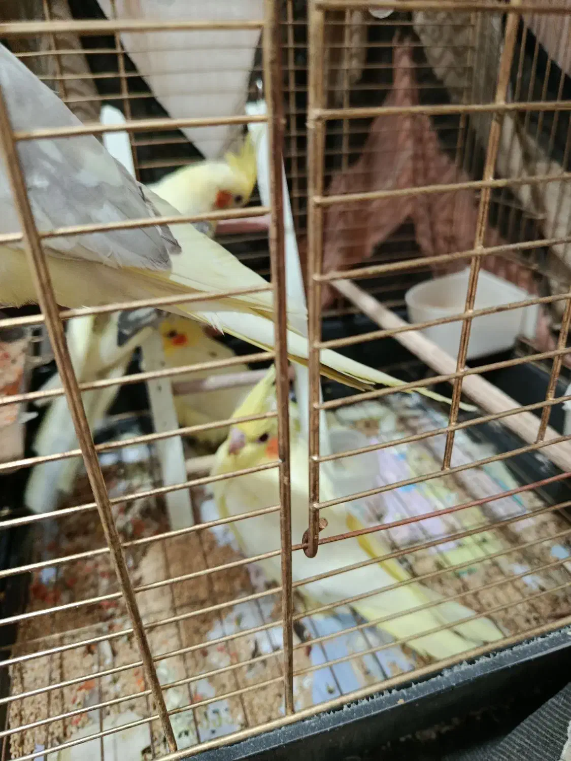 عروس هلندی|پرنده|قم, پردیسان|دیوار