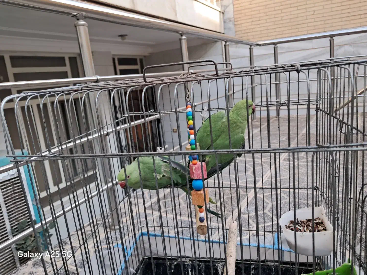 ملنگو|پرنده|یزد, |دیوار