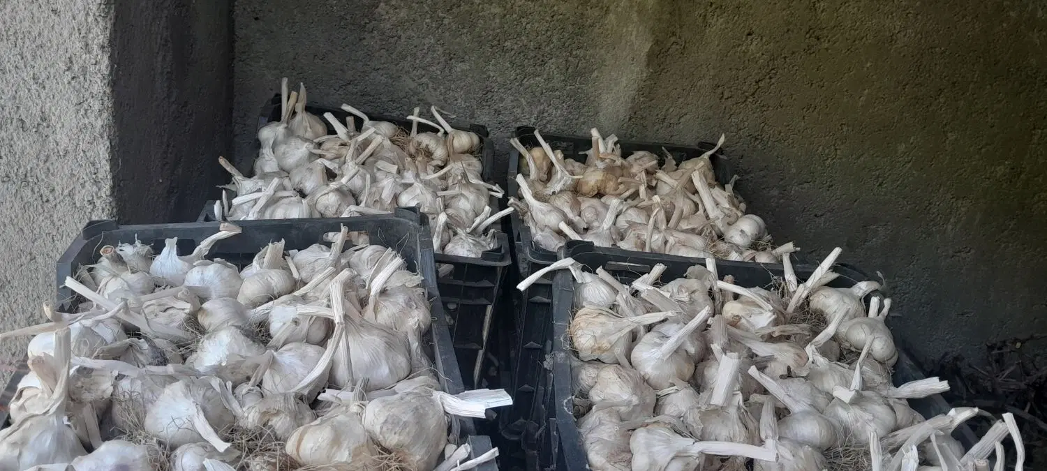 سیر|خوردنی و آشامیدنی|تویسرکان, |دیوار