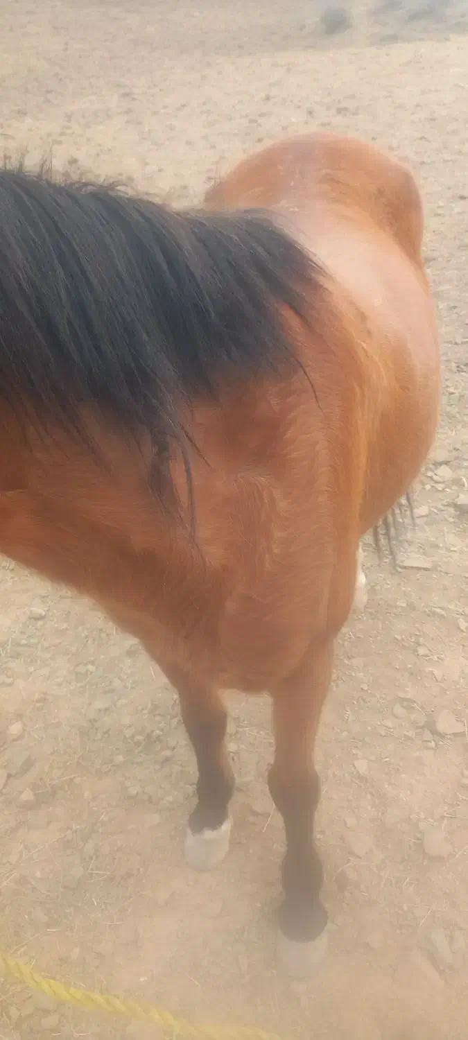 مادیان|اسب و تجهیزات اسب‌سواری|الموت, |دیوار