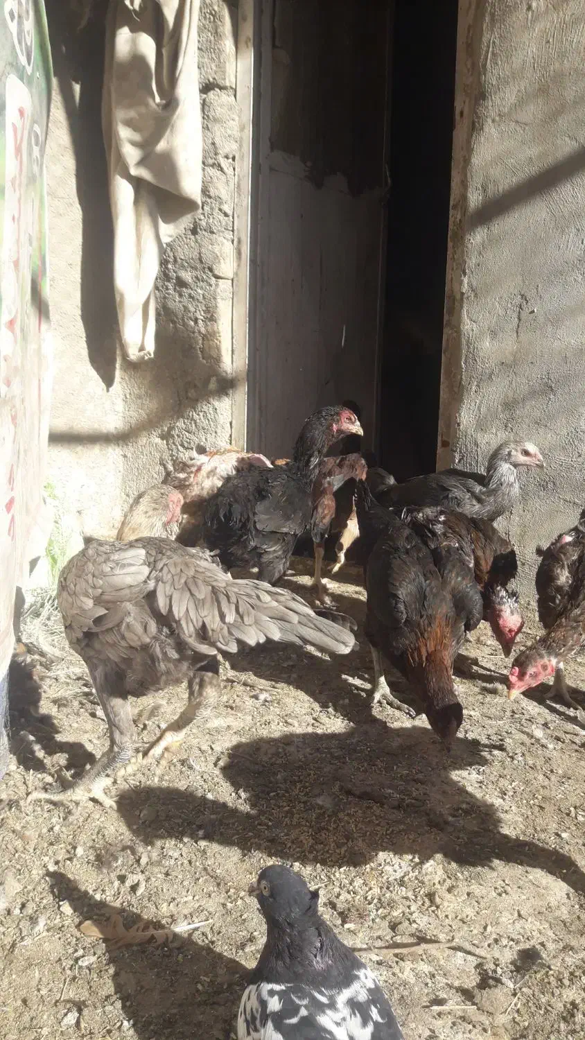 تعدادحدود۸تالاری بزرگ اس تخم گدار و۳تاخروس گلین|حیوانات مزرعه|مشهد, ادیب نیشابوری (شهرک غرب)|دیوار