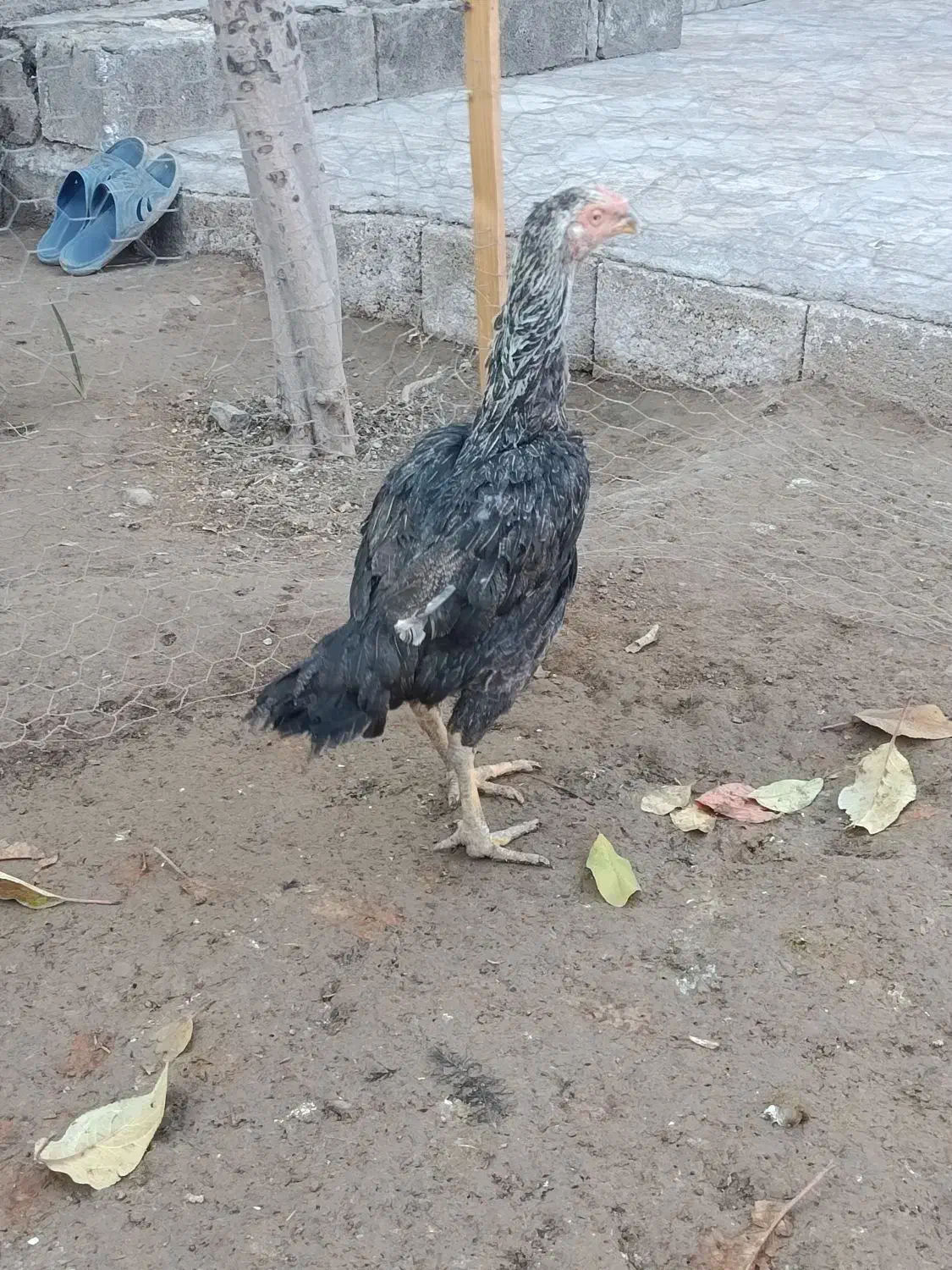 دو عدد مرغ لاری|حیوانات مزرعه|شوط, |دیوار