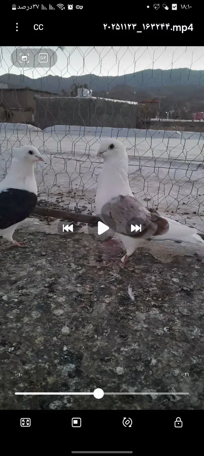 10000|پرنده|سبزوار, مدرس|دیوار