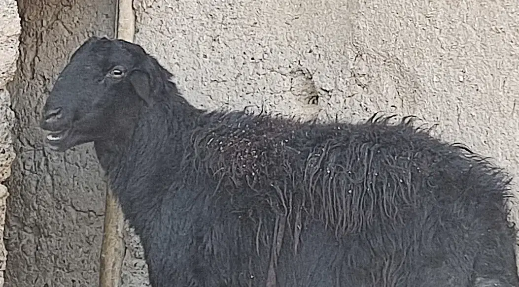 قوچ قره قزل|حیوانات مزرعه|شهرضا, |دیوار
