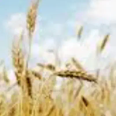 گندم آبی درجه یک|خدمات باغبانی و درختکاری|دورود, |دیوار